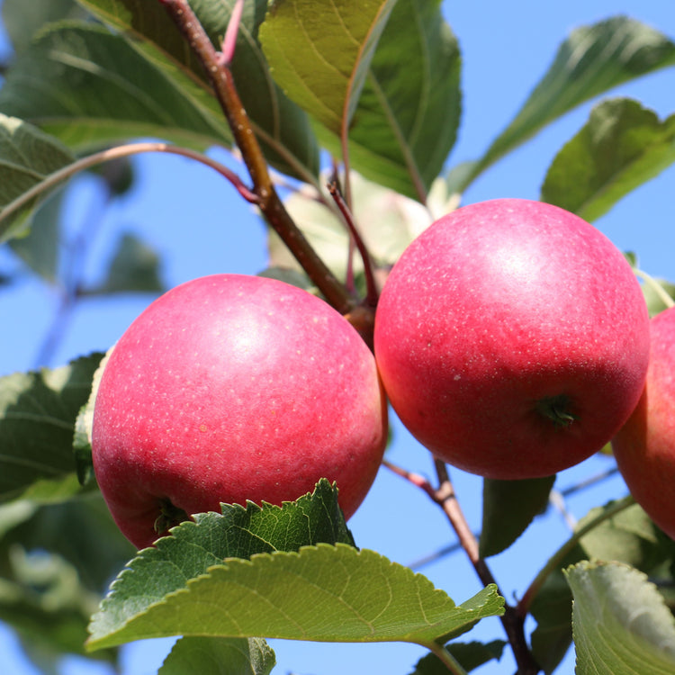 Apple tree Paradis® 'Ladylike®' young plants