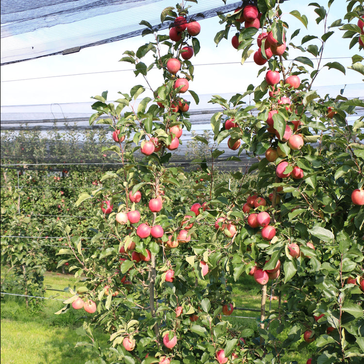 Apple tree Paradis® 'Ladylike®' young plants