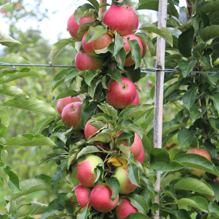 Columnar apple tree Malini® 'Pronto®' young plants