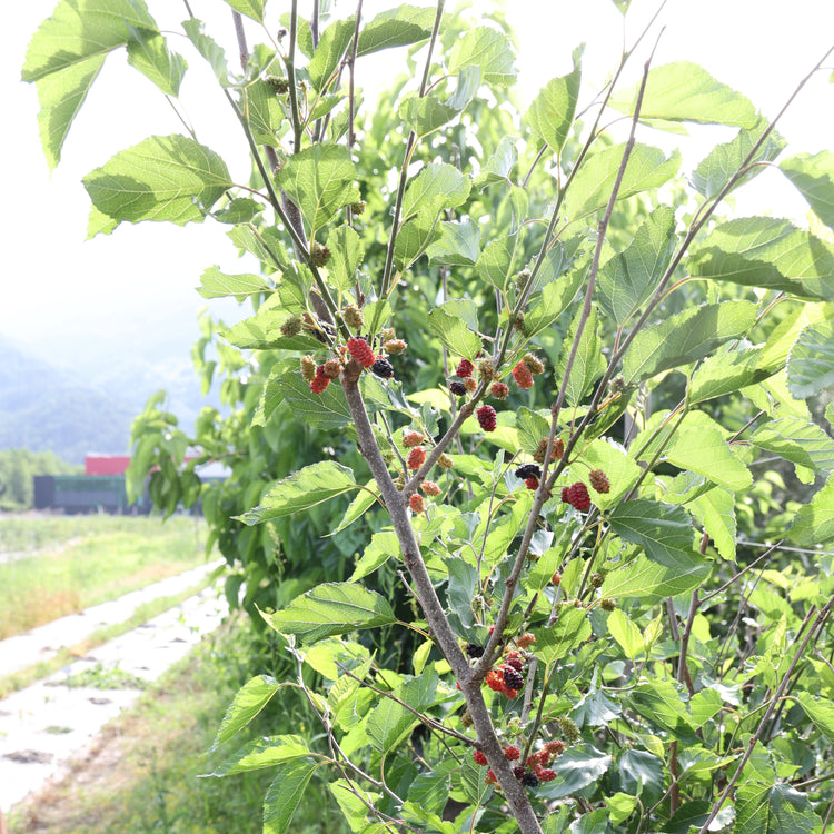 Mulberry Bombyx® 'Sisiphus Everbearing' young plants