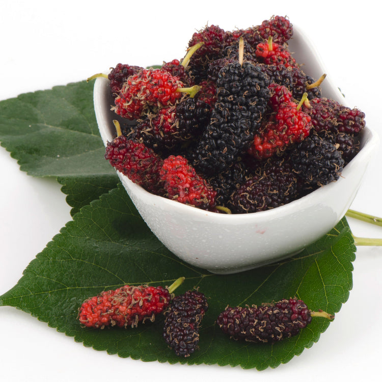 Maulbeere 'Illinois Everbearing'-Jungpflanzen