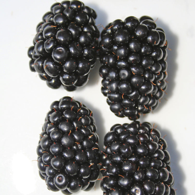 Blackberry Navaho® 'Summerlong'® young plants
