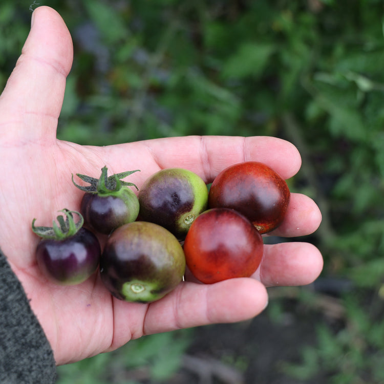 Tomato OpenSky® 'Happyblack®' young plants