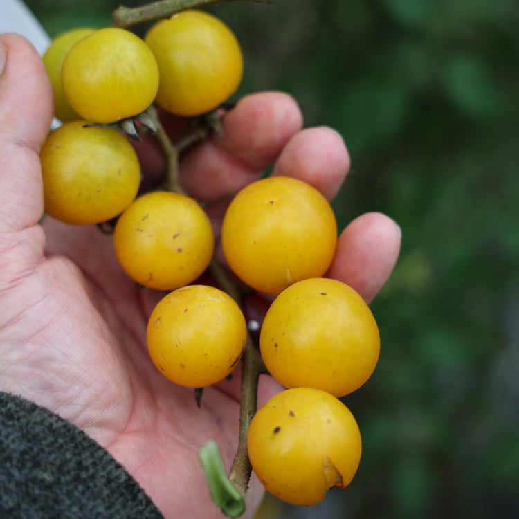 Tomato OpenSky® 'Morningsun®' young plants