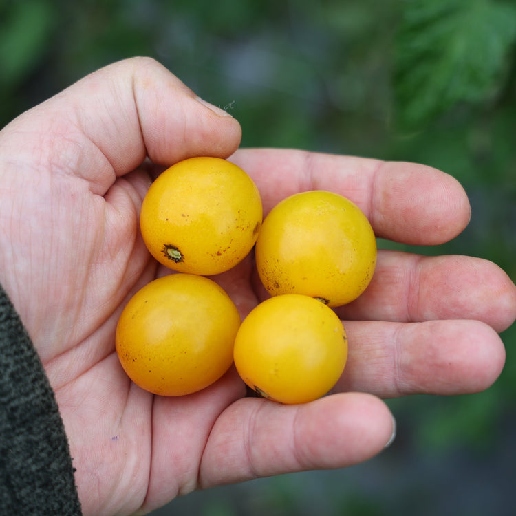 Tomato OpenSky® 'Morningsun®' young plants