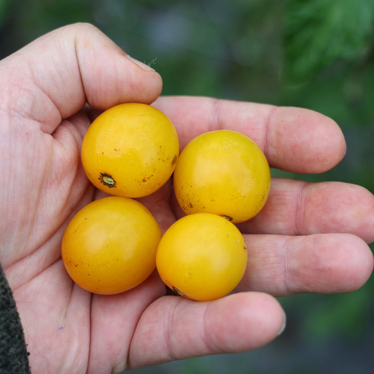 Freilandtomate OpenSky® 'Morningsun®'-Saatgut