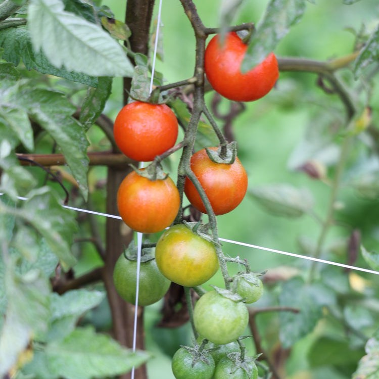 Freilandtomate OpenSky® 'Sugared®'-Saatgut