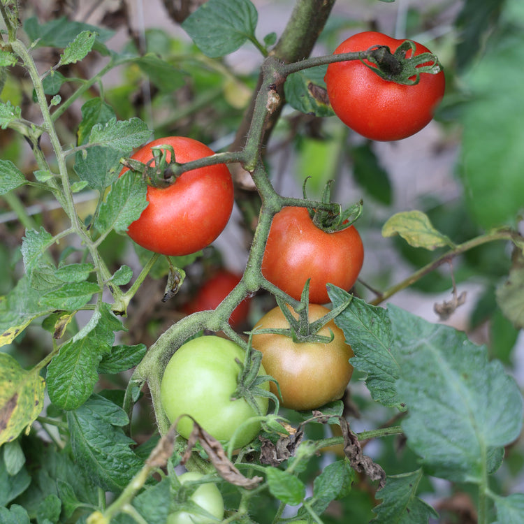 Tomato OpenSky® 'Tombonne®' young plants