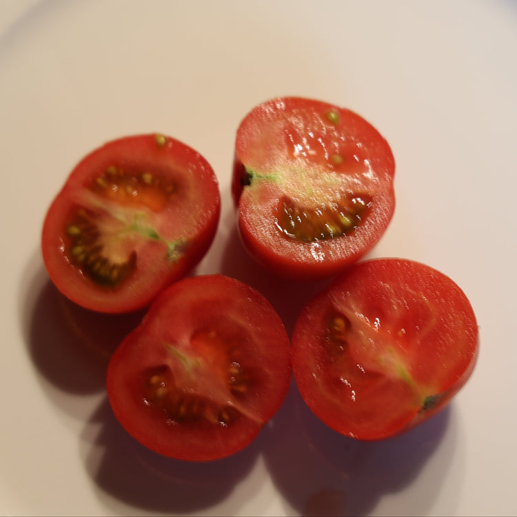 Tomato OpenSky® 'Tombonne®' young plants