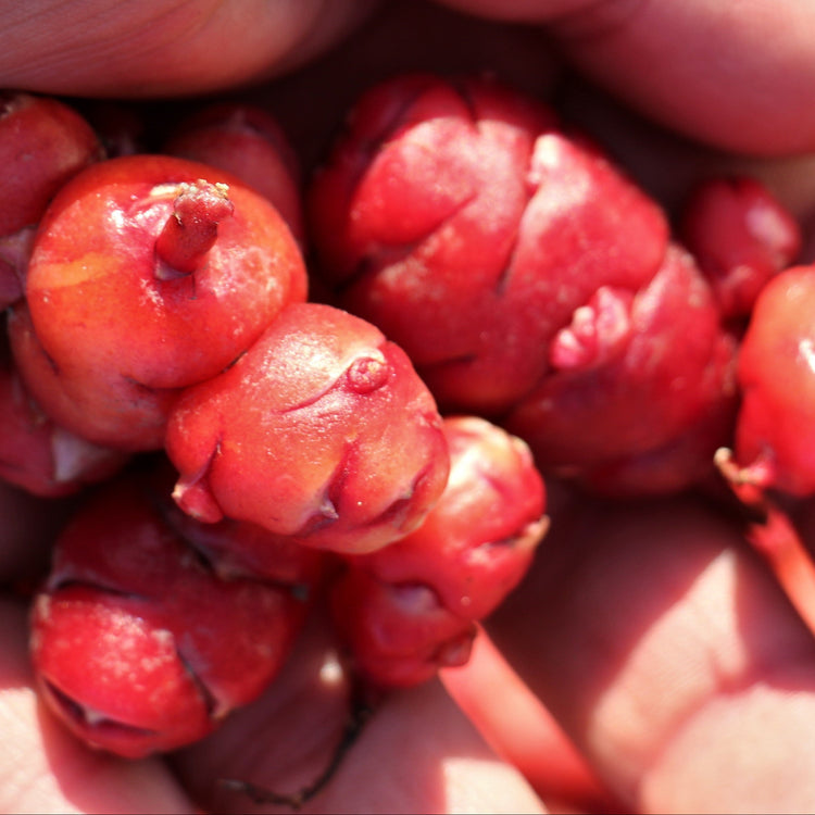 Oca 'Tubered' young plants