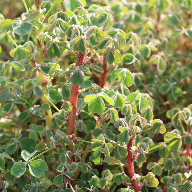 Oca 'Tubered' young plants