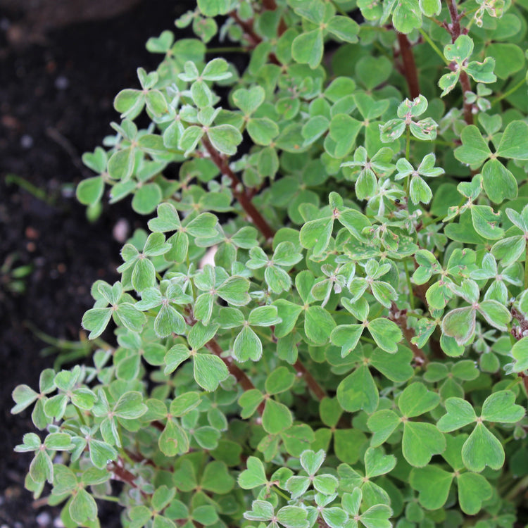 Oca 'Tuberello'-Jungpflanzen