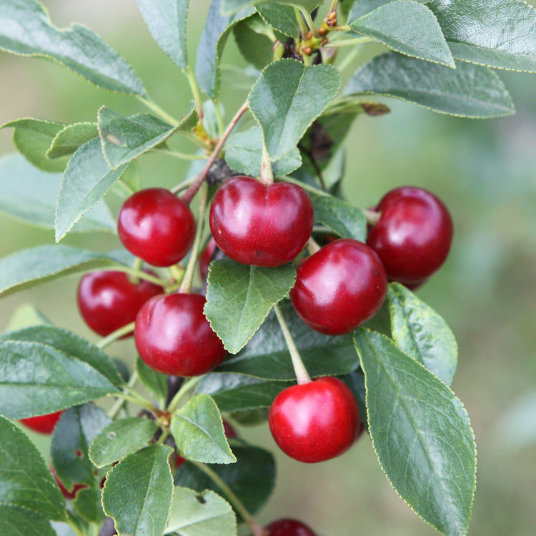Shrub cherry 'Carmine Jewel' young plants