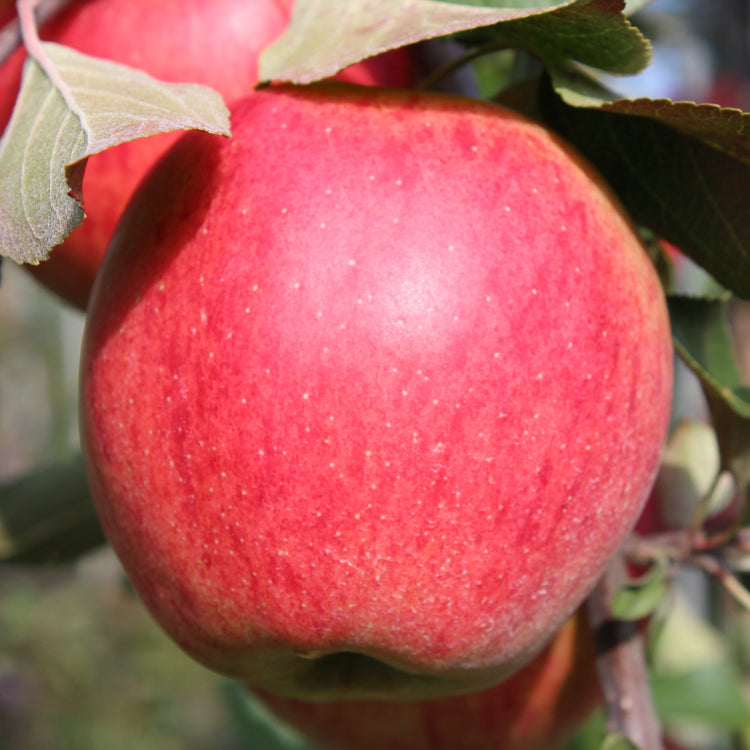 Apple tree Paradis® 'Elegance®' young plants