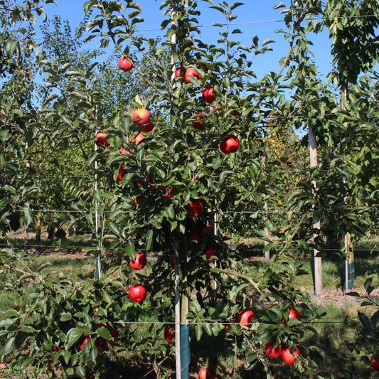 Apple tree Paradis® 'Werdenberg®' young plants