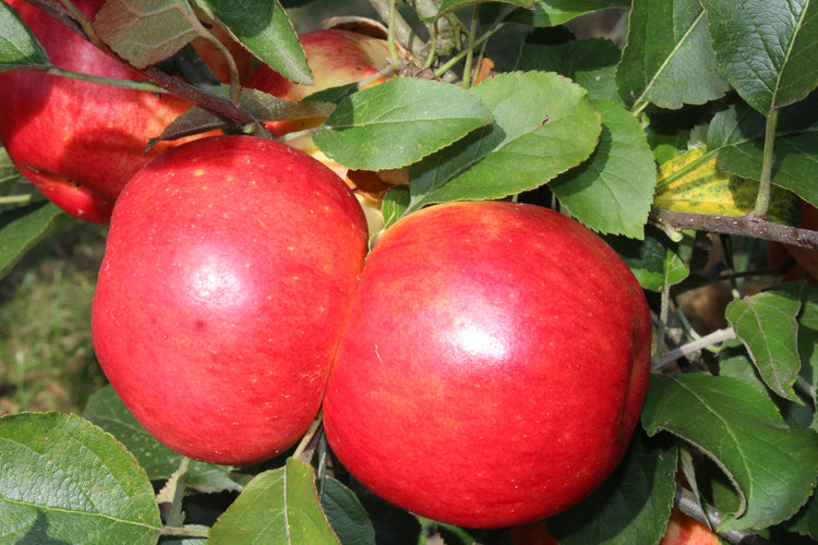 Apple tree Paradis® 'Werdenberg®' young plants