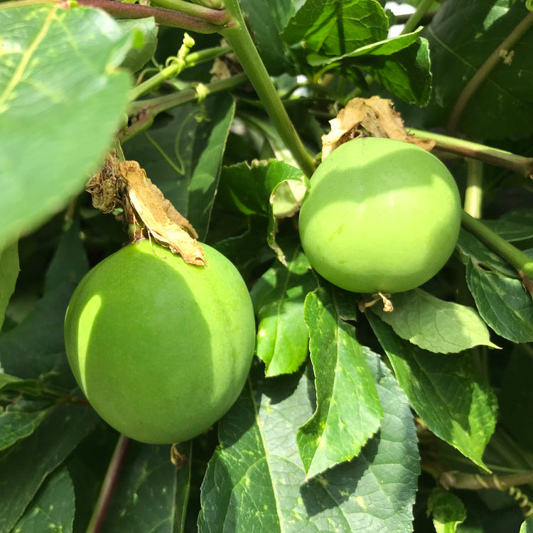 Passionsfrucht Cooltropics® 'Eia Popeia'®-Jungpflanzen