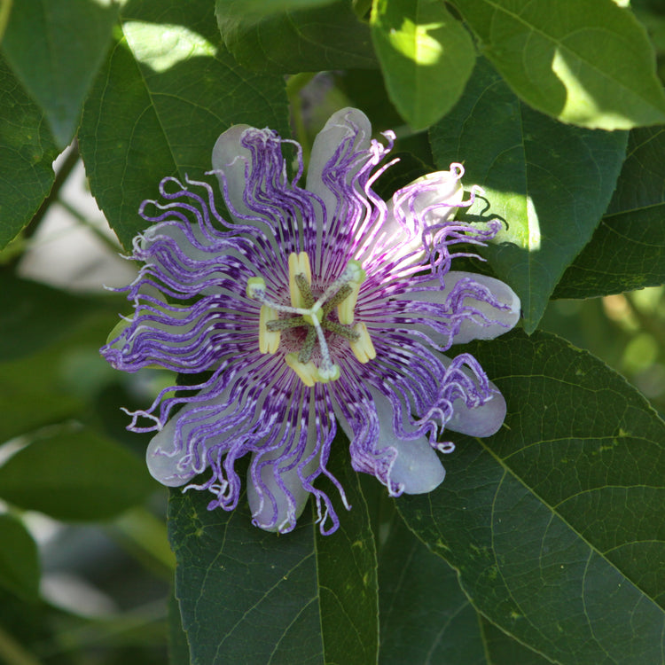 Passionsfrucht Cooltropics® 'Eia Popeia'®-Jungpflanzen