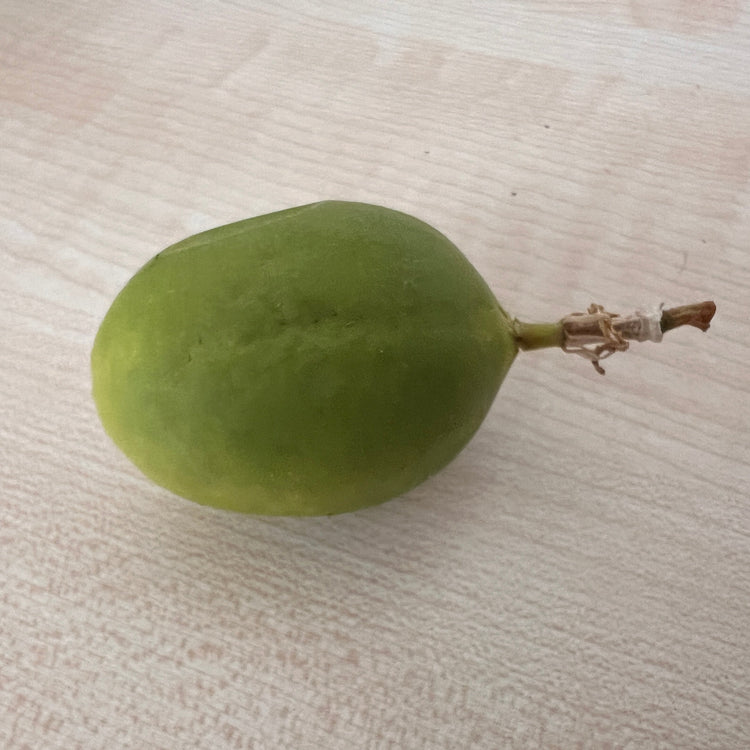 Passionfruit Cooltropics® 'Bora Bora' young plants