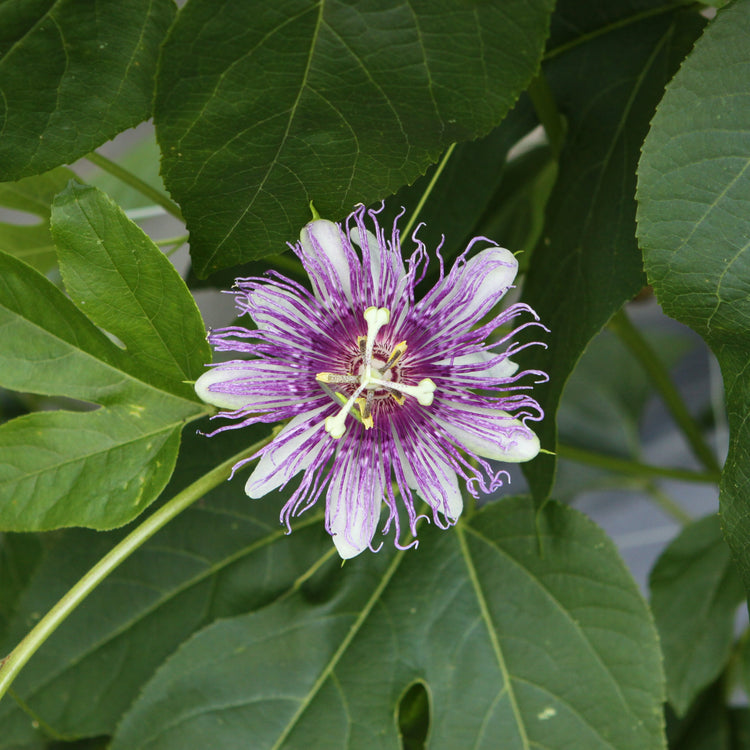Passionfruit Cooltropics® 'Bora Bora' young plants