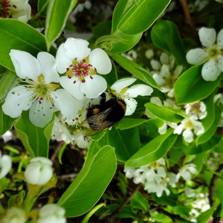 Dwarf pear tree Pironi® 'Little Sweety®' young plants