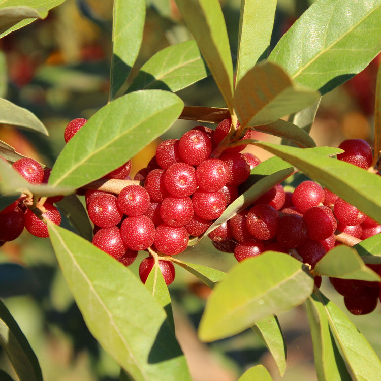 Oleaster Pointilla® 'Amoroso®' young plants