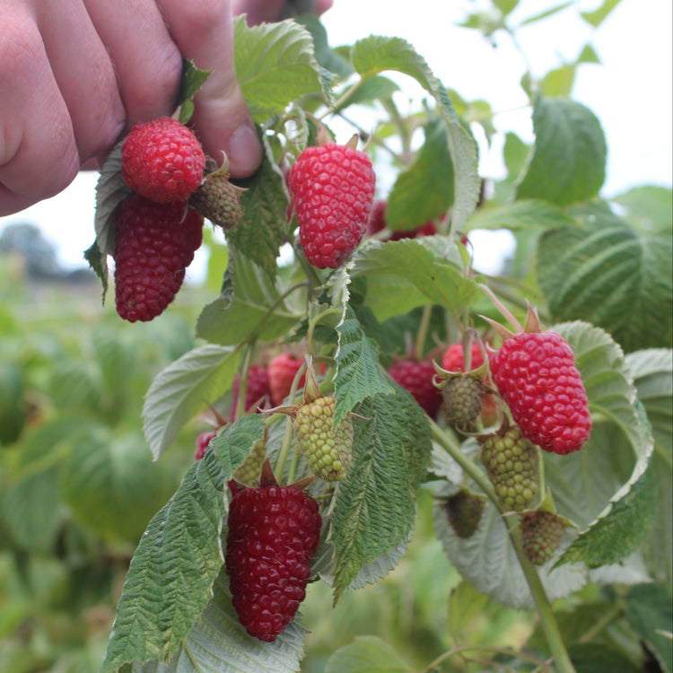 Raspberry Primeberry® 'Autumn Happy®' young plants