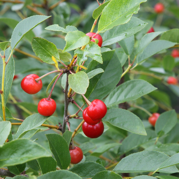 Shrub cherry 'Valentine' young plants