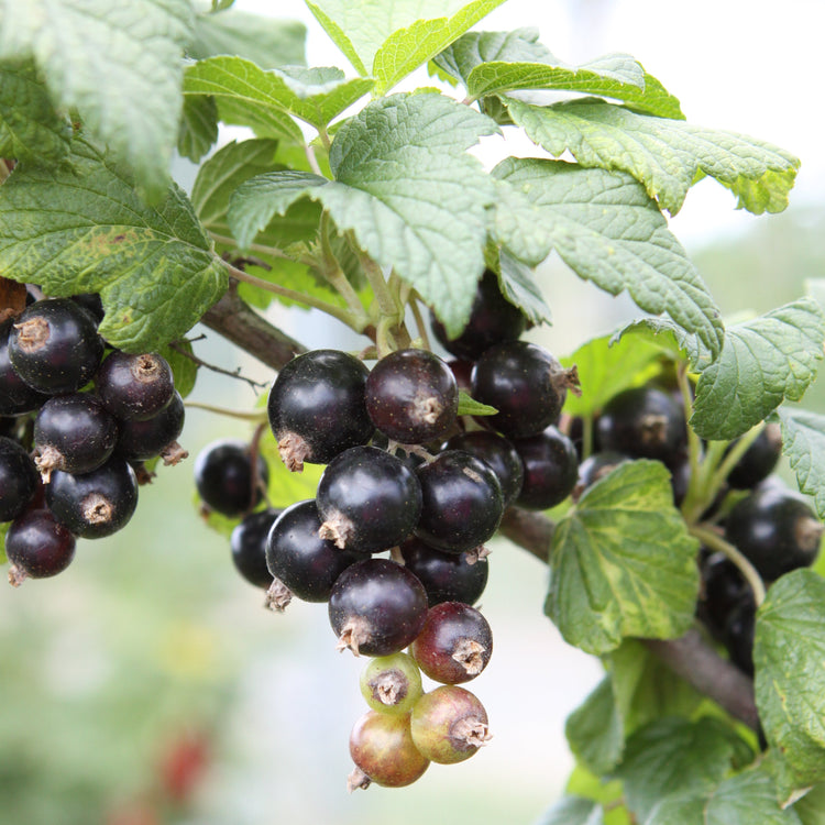 Blackcurrant Cassissima® 'Blackbells'® young plants