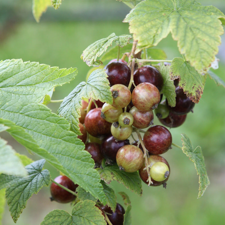 Schwarze Johannisbeere Cassissima® 'Little Black Giant®'-Jungpflanzen