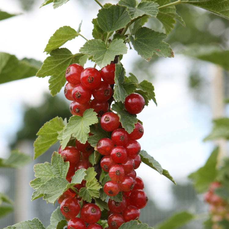 Redcurrant Ribest® 'Babette'® young plants