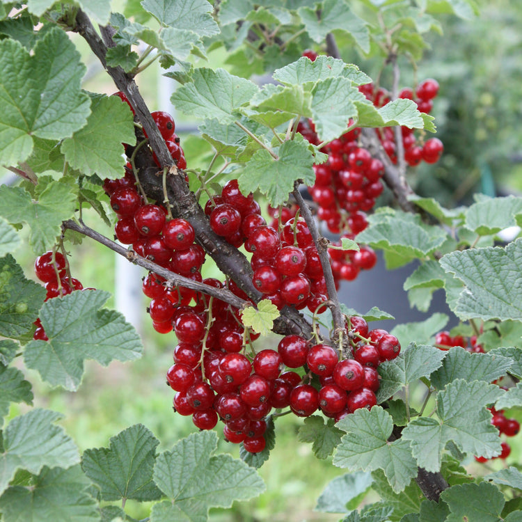 Johannisbeere 'Jonkheer van Tets'-Jungpflanzen