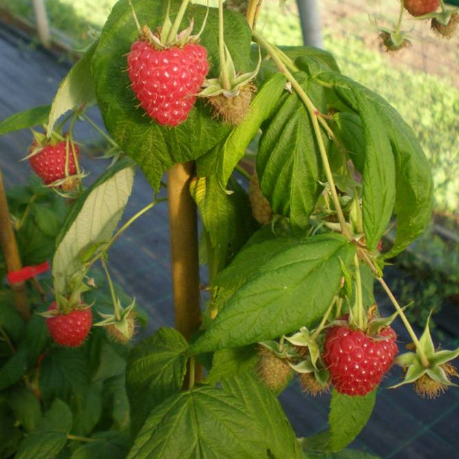 Himbeere Lowberry® 'Ruby Fall®' - Jungpflanzen