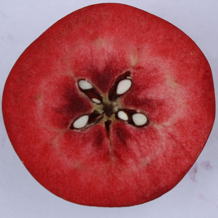 Apfelbaum Redlove® 'Calypso®'-Jungpflanzen