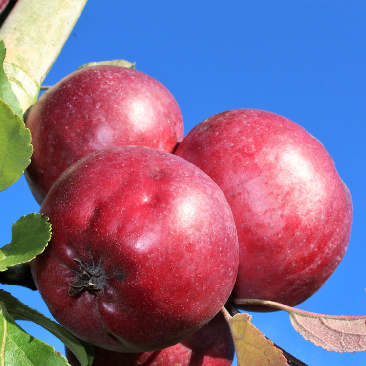 Apple tree Redlove® 'Era®' young plants