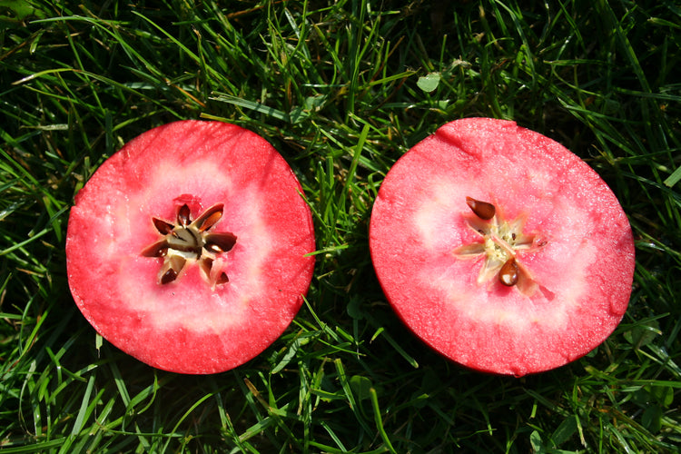 Apfelbaum Redlove® 'Era®'-Jungpflanzen