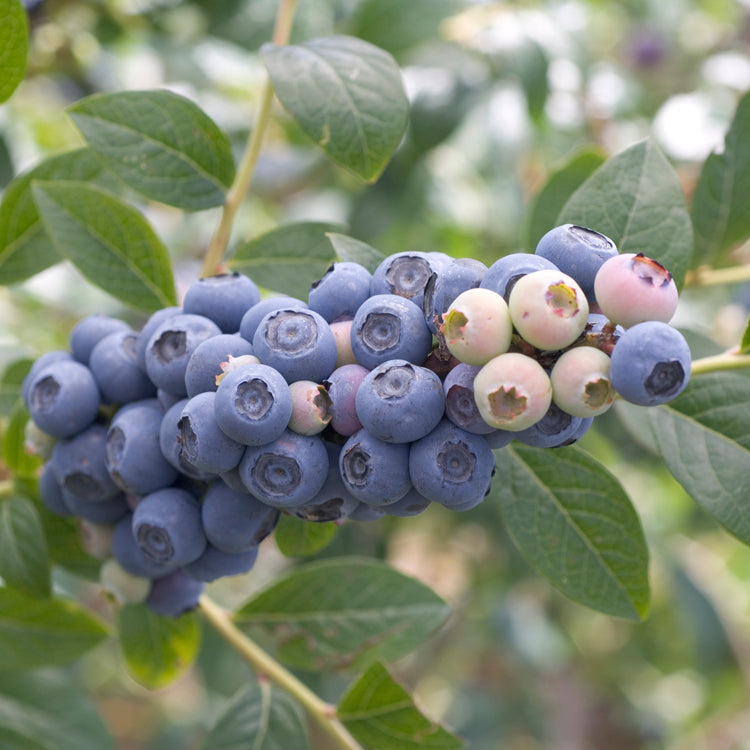 Heidelbeere 'Reka'-Jungpflanzen
