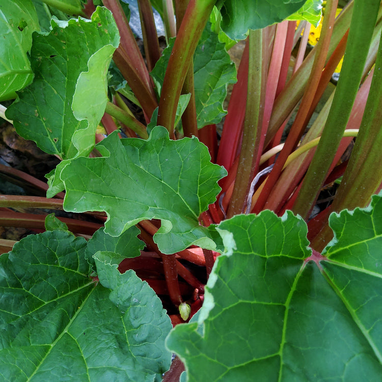 Rhubarb Everbarber® 'Potstar®' young plants