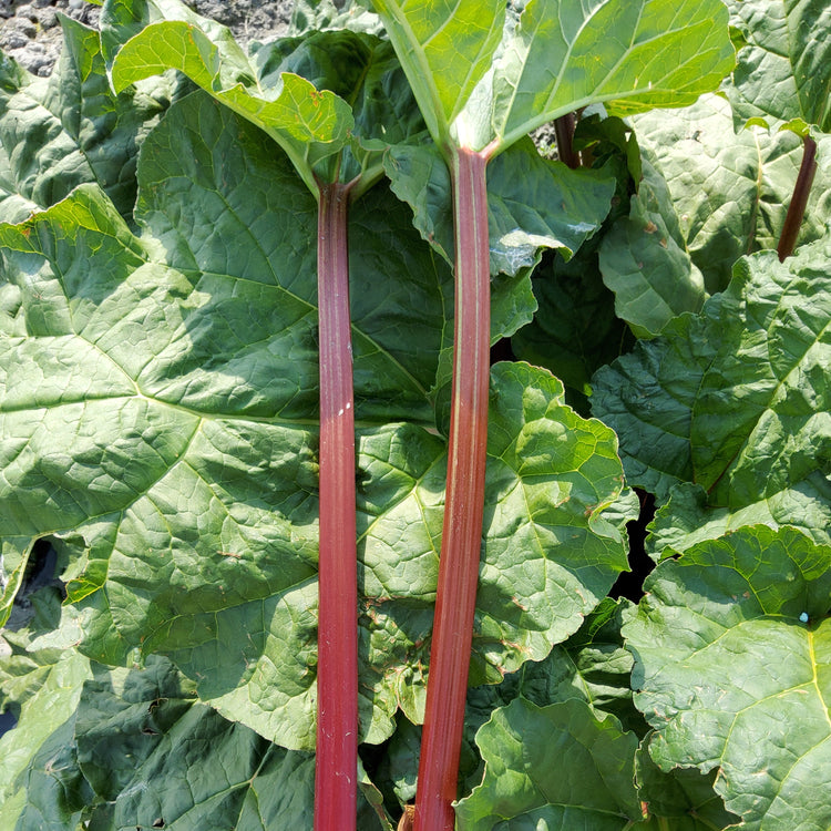Rhubarb Everbarber® 'Potstar®' young plants