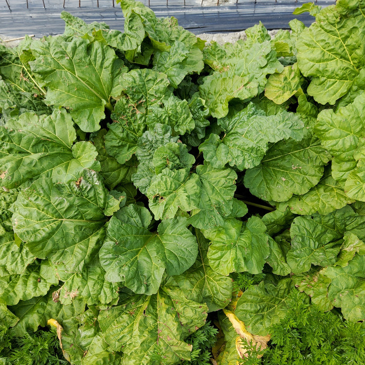 Rhubarb Everbarber® 'Cropstar®' young plants