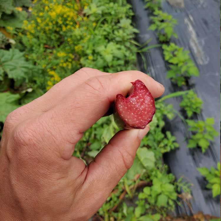 Rhabarber Everbarber® Pinkbarber® Jungpflanzen