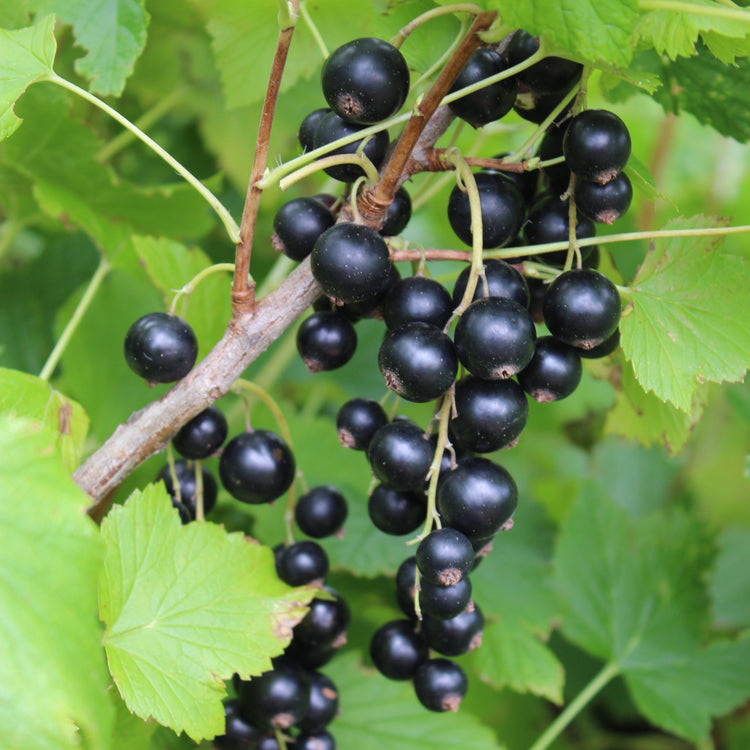 Blackcurrant Cassissima® 'Blackbells'® young plants