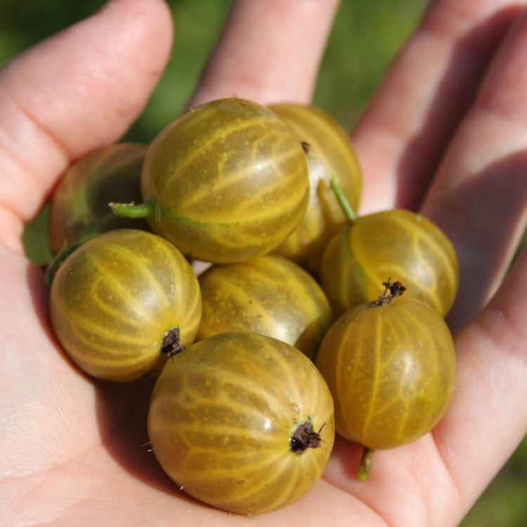 Stachelbeere Crispa® Goldling®-Jungpflanzen