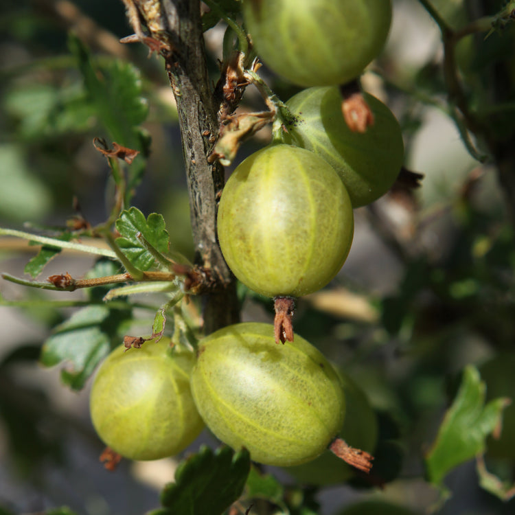 Stachelbeere Hinnonmaki yellow-Jungpflanzen
