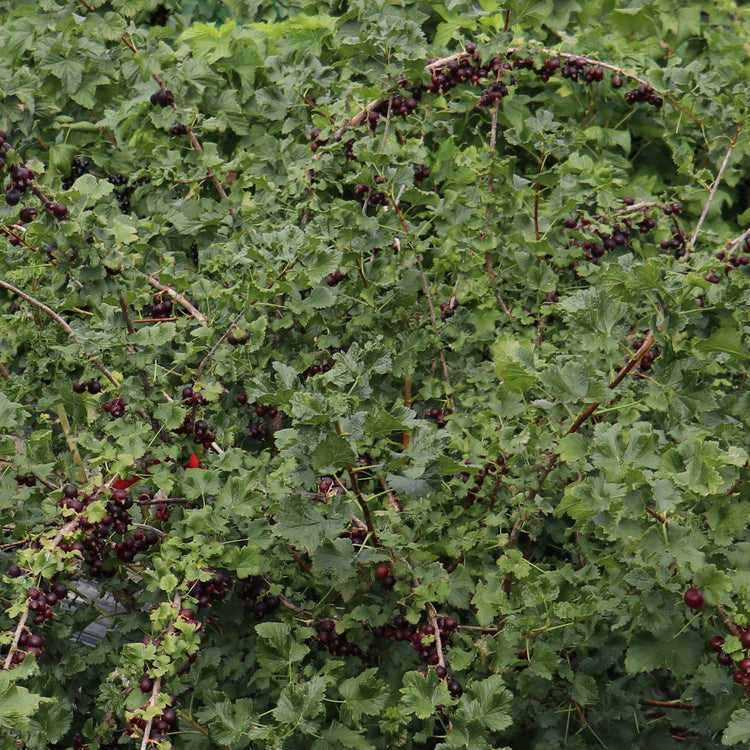 Jostabeere Confi®Beere Jofruity® - Jungpflanzen