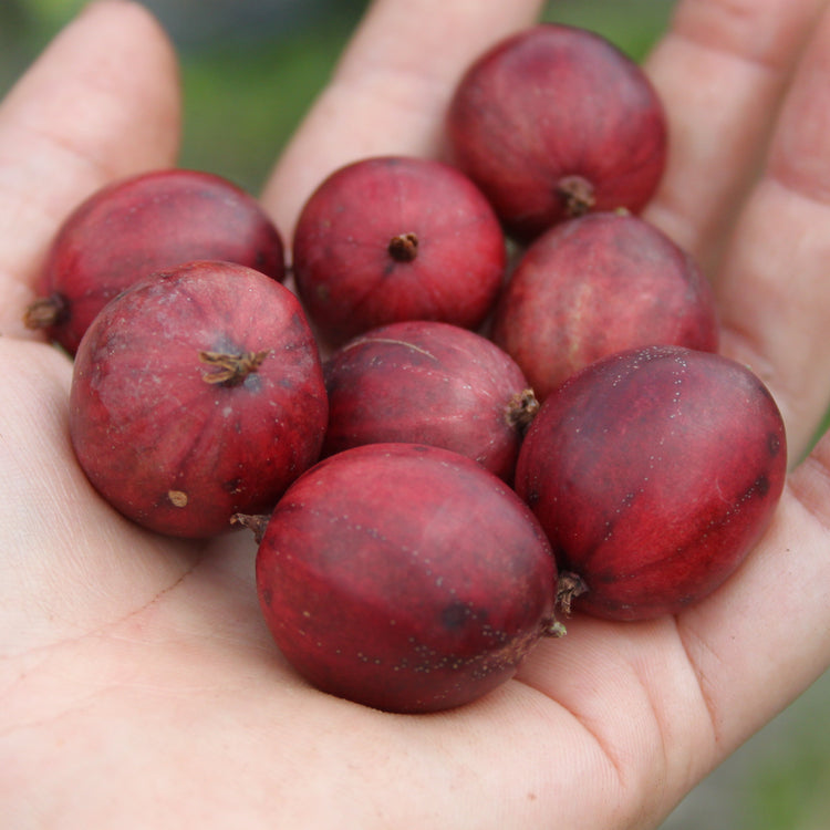 Stachelbeere Crispa® Darling®-Jungpflanzen