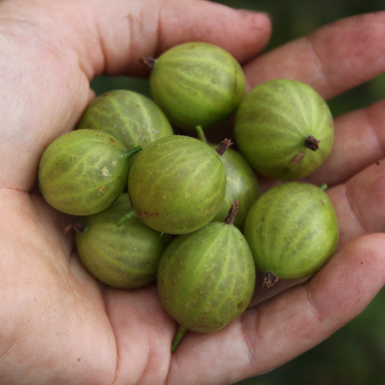 Stachelbeere Crispa® Greenling®-Jungpflanzen