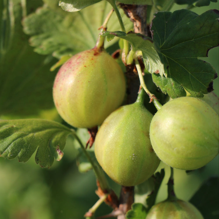 Stachelbeere Crispa® Greenling®-Jungpflanzen