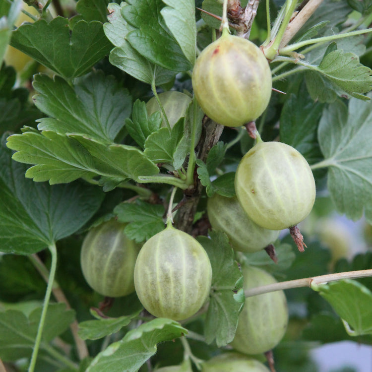Stachelbeere Hinnonmaki yellow-Jungpflanzen