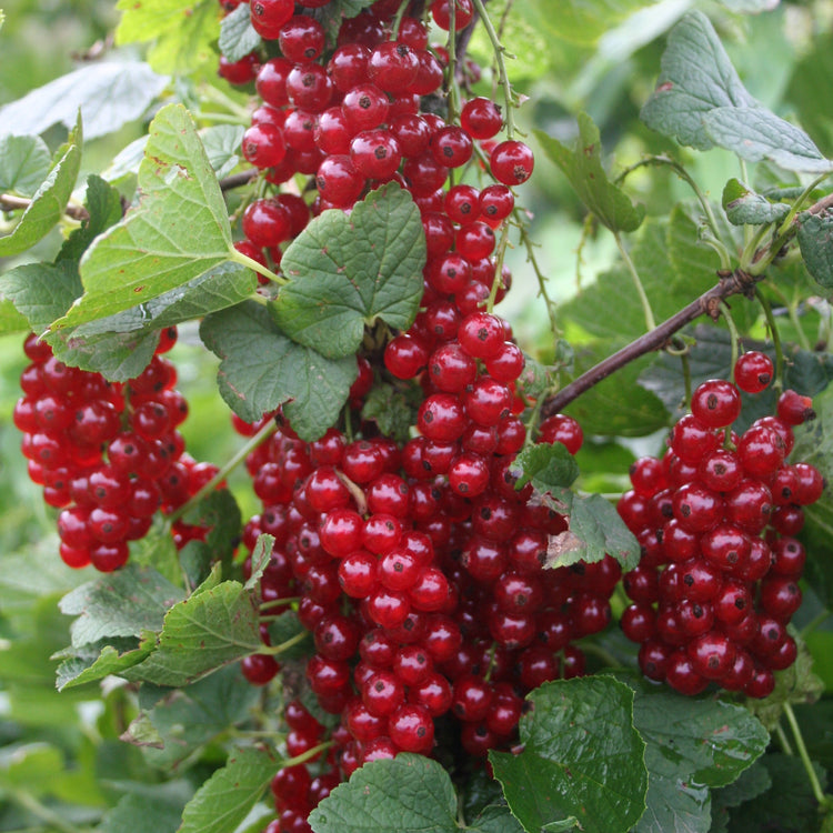 Rote Johannisbeere Ribest® 'Sonette'®-Jungpflanzen